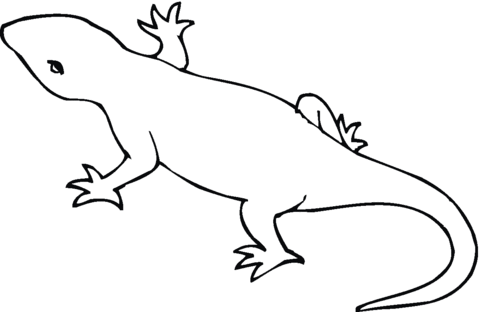 Salamander Outline Coloring Page